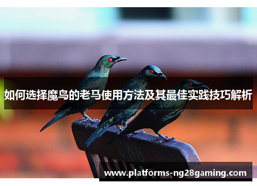如何选择魔鸟的老马使用方法及其最佳实践技巧解析